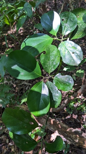 Gomphandra luzoniensis (Gomphandra luzoniensis)