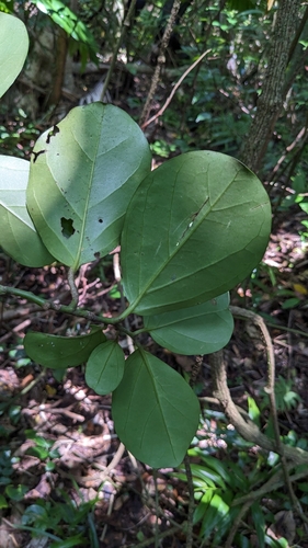 Gomphandra luzoniensis, photograph 1