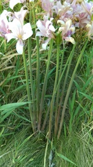 Lycoris squamigera