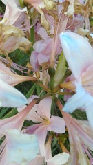Lycoris squamigera
