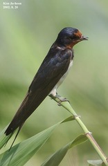 Hirundo rustica gutturalis