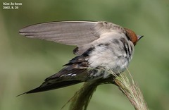 Hirundo rustica gutturalis