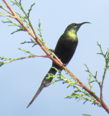 Nectarinia kilimensis