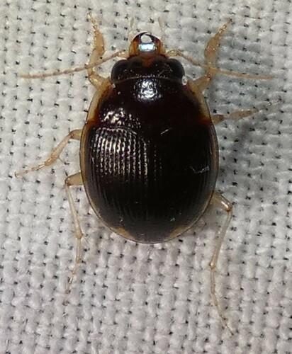 Large-lipped Round Sand Beetle photo 4