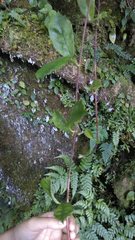 Hydrangea viburnoides