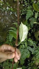 Hydrangea viburnoides