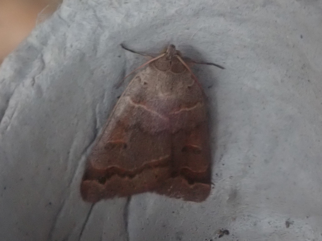 Common Oak Moth