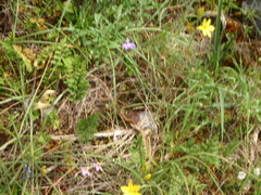 Thelymitra luteocilium