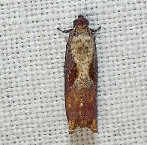 Maple Tip Borer Moth photo 4