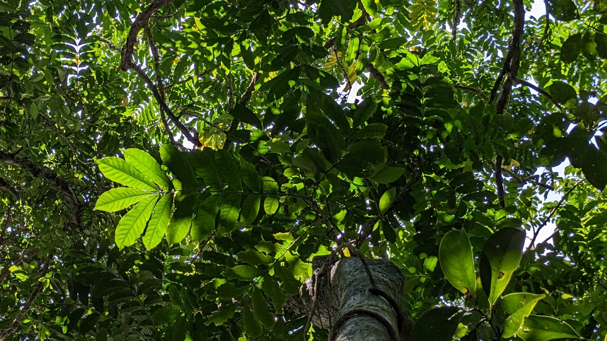 Epicharis cumingiana