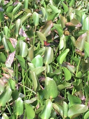 Limenitis archippus floridensis
