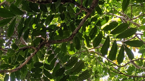 Epicharis cumingiana, photograph 2