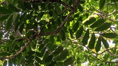 Epicharis cumingiana, photograph Cheng-Te Hsu, CC BY, iNaturalist via GBIF