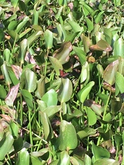 Limenitis archippus floridensis