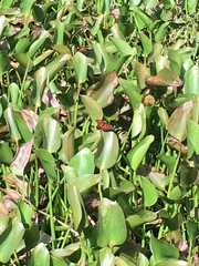 Limenitis archippus floridensis