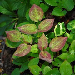 Epimedium × versicolor