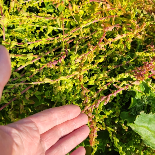 San Diego coastalcreeper (Aphanisma blitoides)