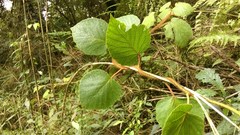 Actinidia setosa
