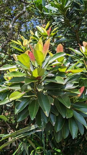 Calophyllum blancoi (Calophyllum blancoi)