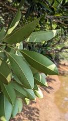 Calophyllum blancoi, photograph (c) Cheng-Te Hsu, some rights reserved (CC BY)