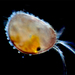 Ostracods - Photo (c) Antonio GuillÃ©n, some rights reserved (CC BY-NC-SA)