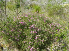 Podalyria microphylla