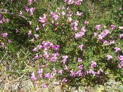 Podalyria microphylla