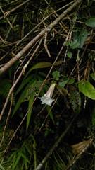 Tripterospermum luzonense