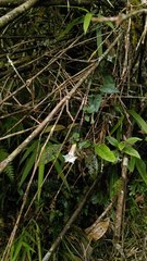 Tripterospermum luzonense