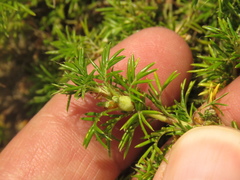 Margyricarpus pinnatus