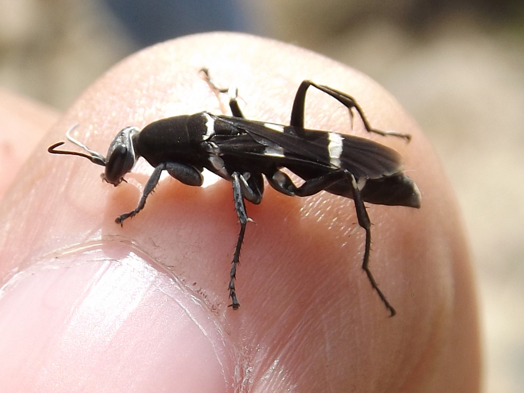 Euplaniceps saussurei