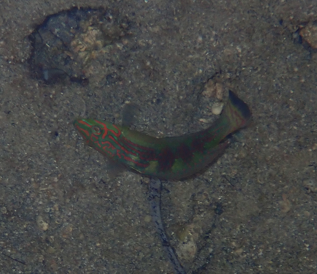 Schwatz's Wrasse