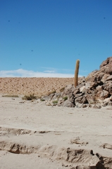 Trichocereus atacamensis atacamensis