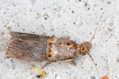 Trachonitis cristella