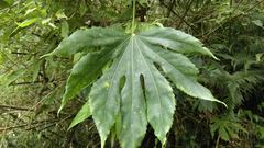 Fatsia polycarpa