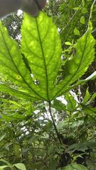 Fatsia polycarpa