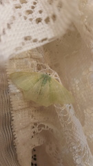 Thalassodes immissaria