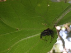 Opisthoncus grassator