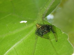 Opisthoncus grassator