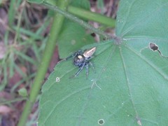 Opisthoncus grassator