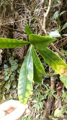 Skimmia