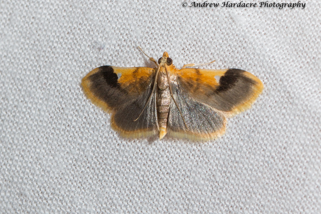 Callibotys hyalodiscalis