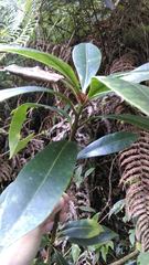 Skimmia