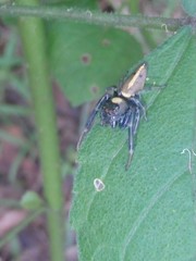 Opisthoncus grassator