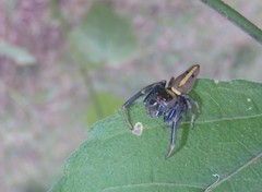 Opisthoncus grassator