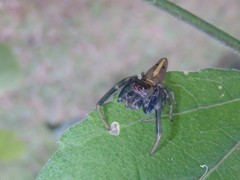 Opisthoncus grassator