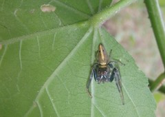 Opisthoncus grassator
