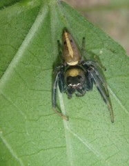 Opisthoncus grassator