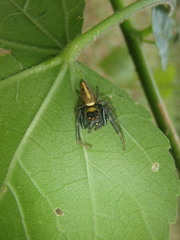 Opisthoncus grassator