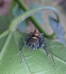 Opisthoncus grassator